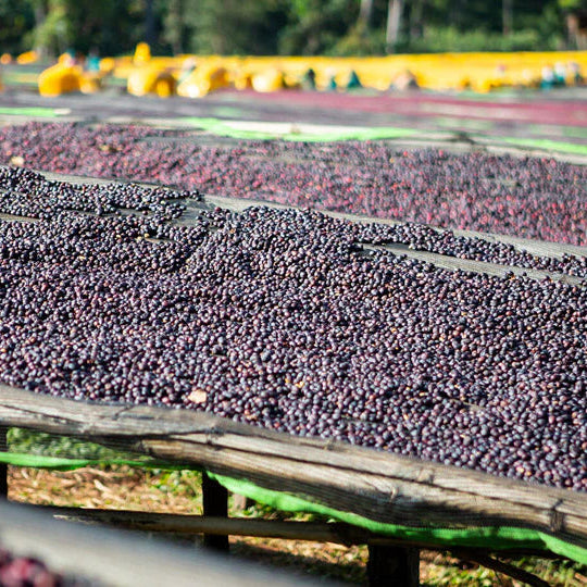 Ethiopia Guji Wubanchi
