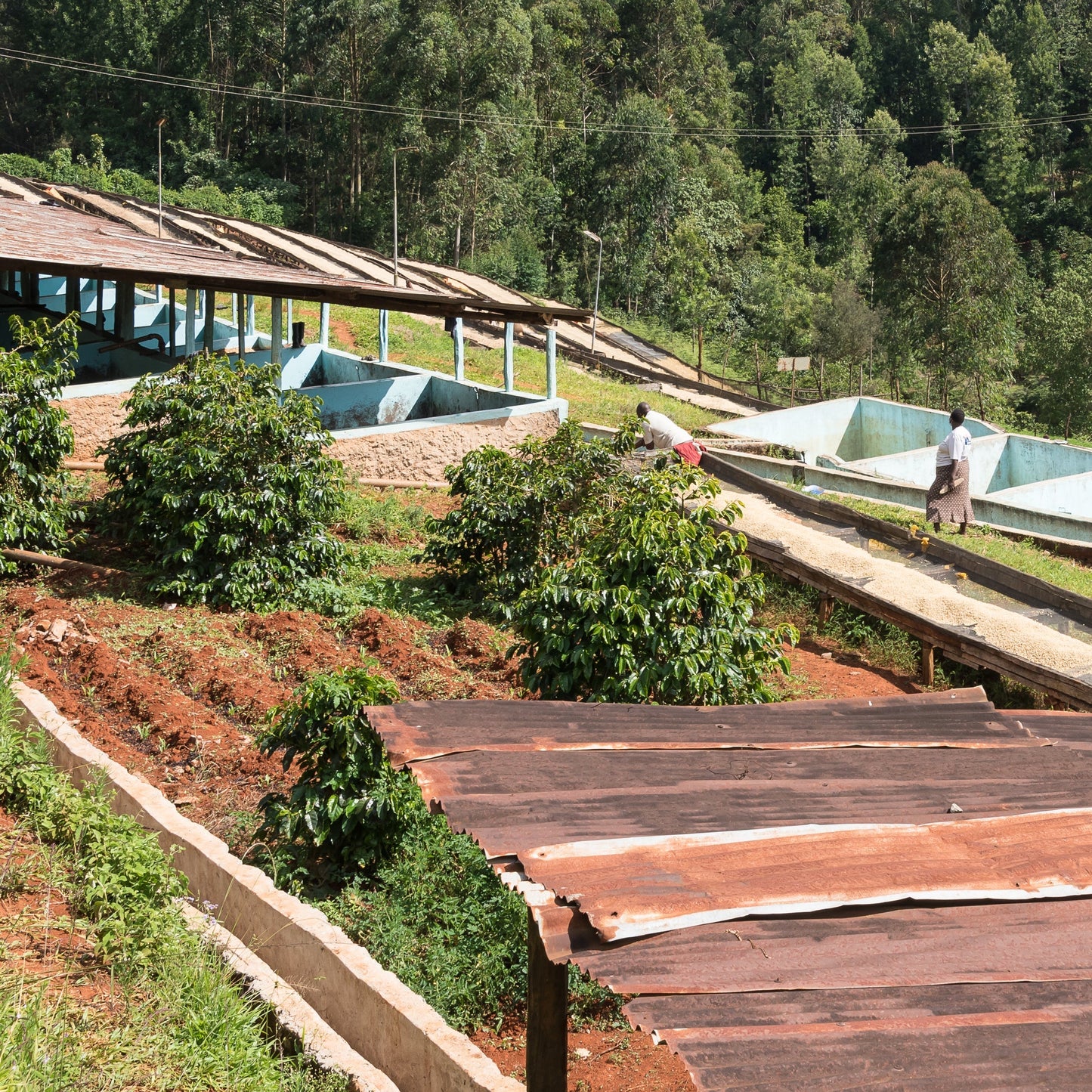 Kenya Mbogo AB (Washed)