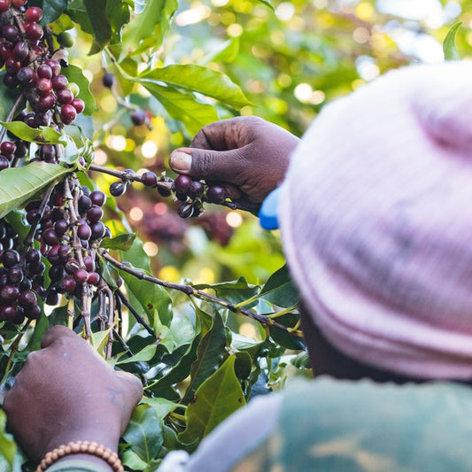 Brazil Cerrado NY2 SC15/16