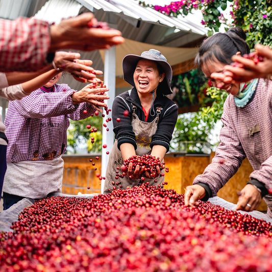 China Yunnan AA's (Yeast Maceration)