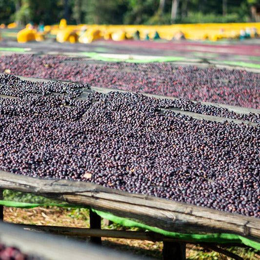 Ethiopia Guji Wubanchi