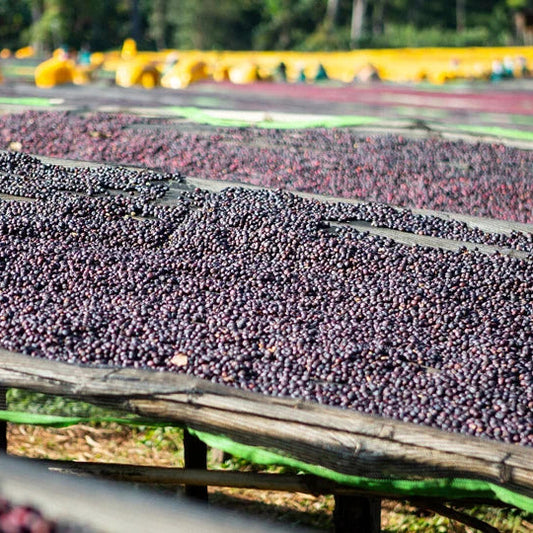 Ethiopia Guji Wubanchi Supernatural