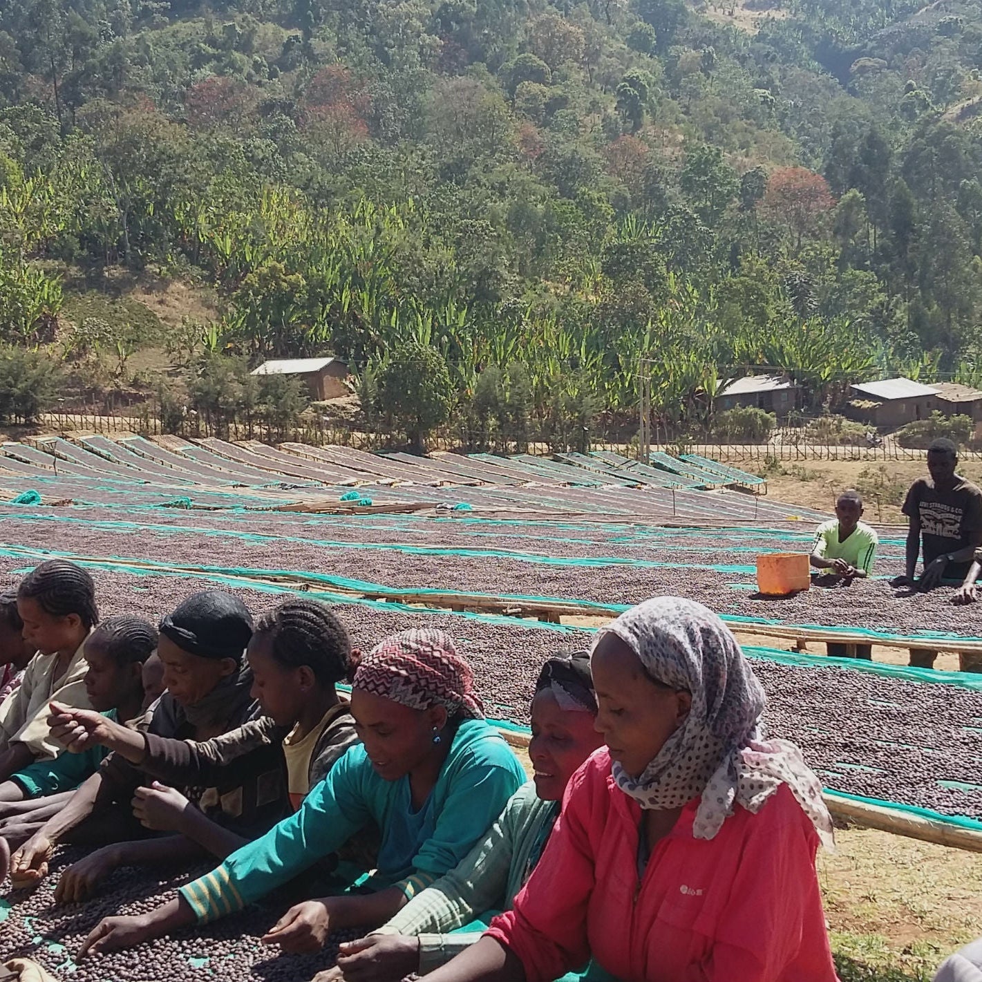 Ethiopia Yirgacheffe Kochere Beloya