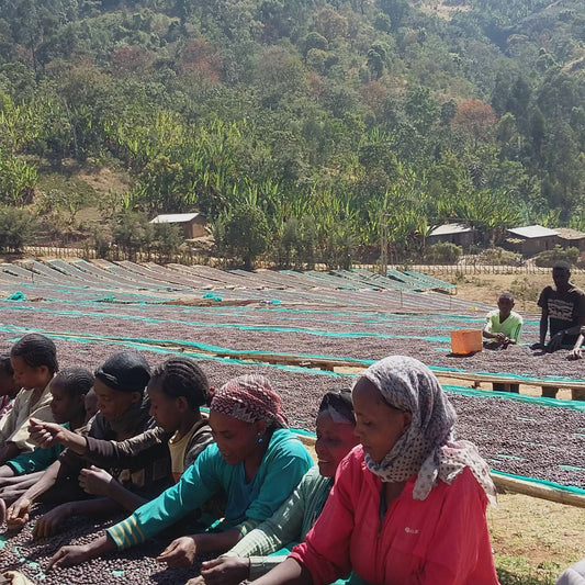 Ethiopia Yirgacheffe Kochere Beloya