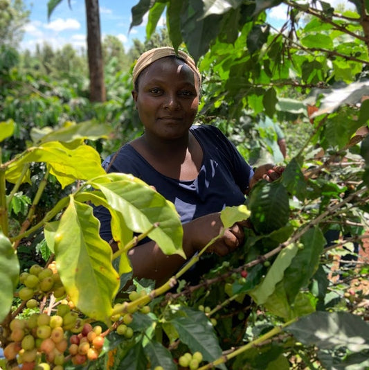 Kenya Nyeri Rumukia (Washed)