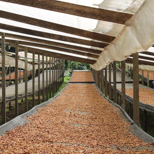 Panama Agricola Obata