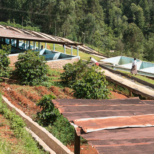 Kenya Mbogo AB (Washed)