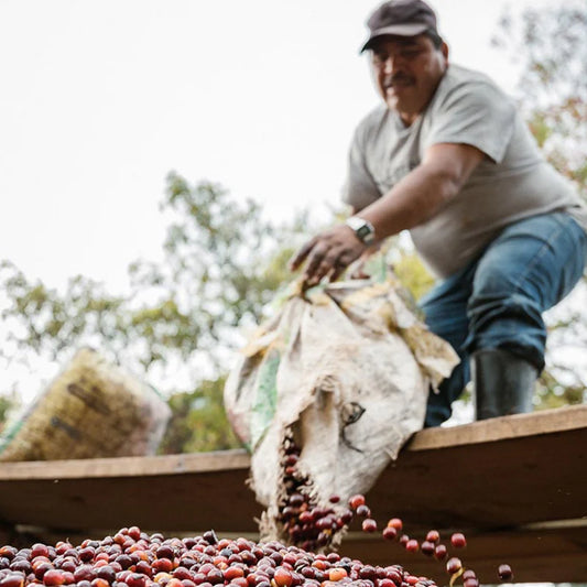 Guatemala Santa Felisa Gesha