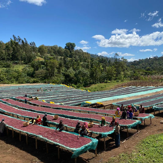 Ethiopia Guji Shakiso