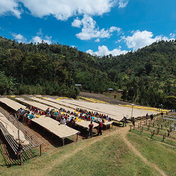 Ethiopia Yirgaceffe Adado