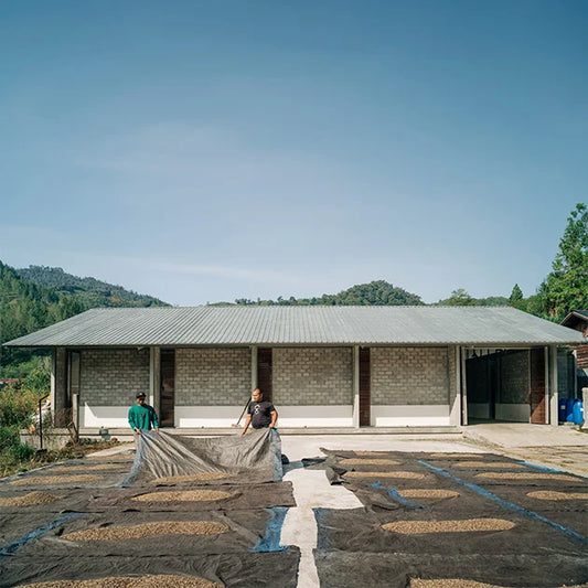 Indonesia Gayo Kenawat Gilbas X