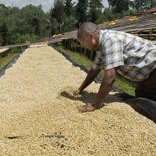 Kenya Mbogo AB