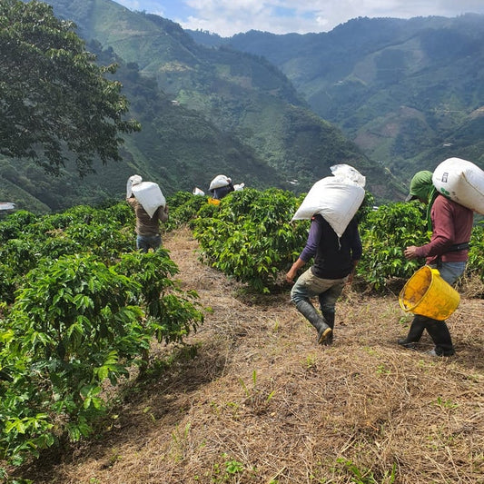 Colombia Finca Anaya