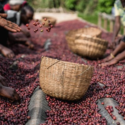 Costa Rica Tarrazu Musician Series Mozart (Raisin Honey)